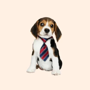 Dog Tie