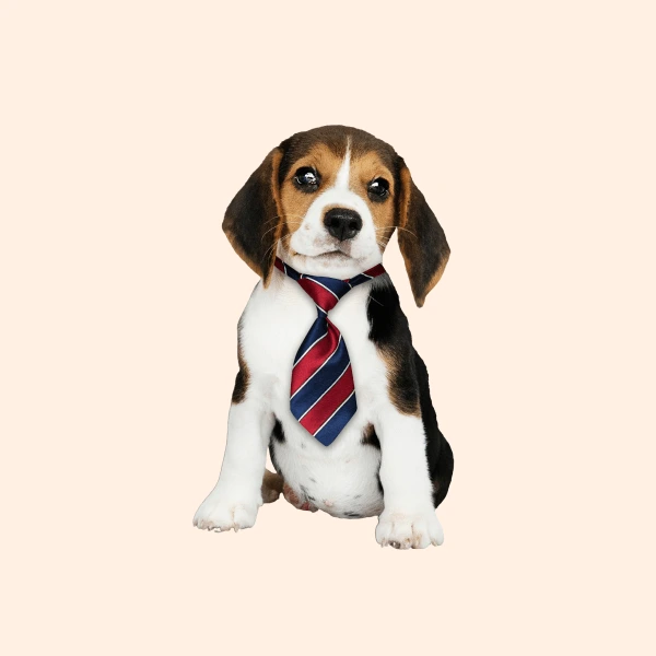 Dog Tie
